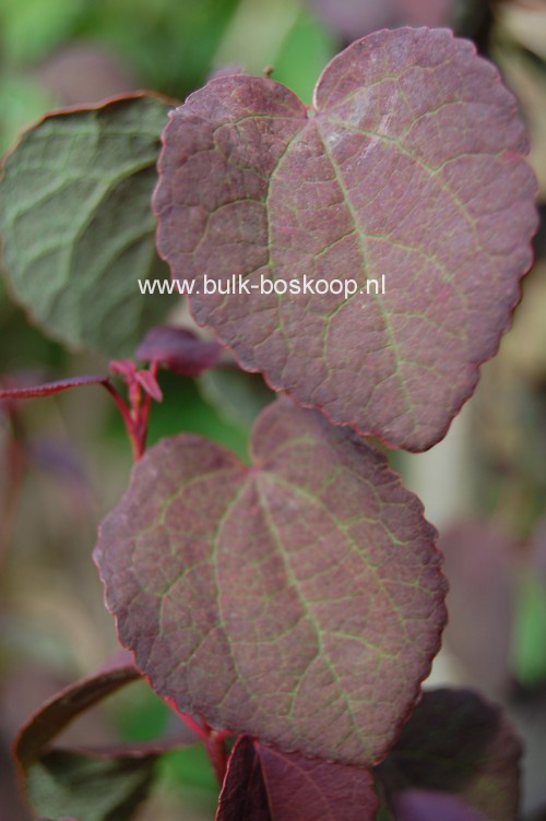 Cercidiphyllum japonicum 'Rotfuchs'