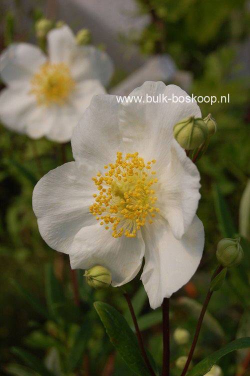 Carpenteria californica