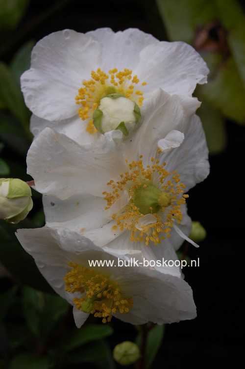 Carpenteria californica