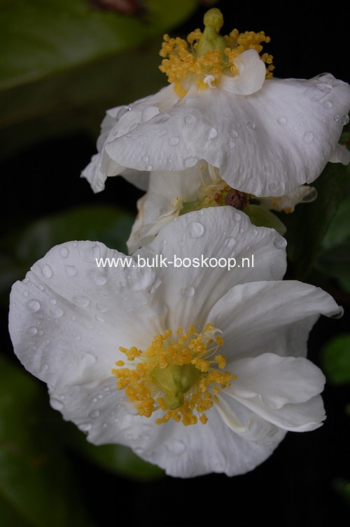 Carpenteria californica