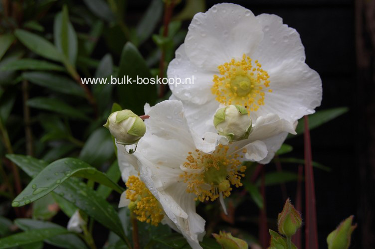 Carpenteria californica