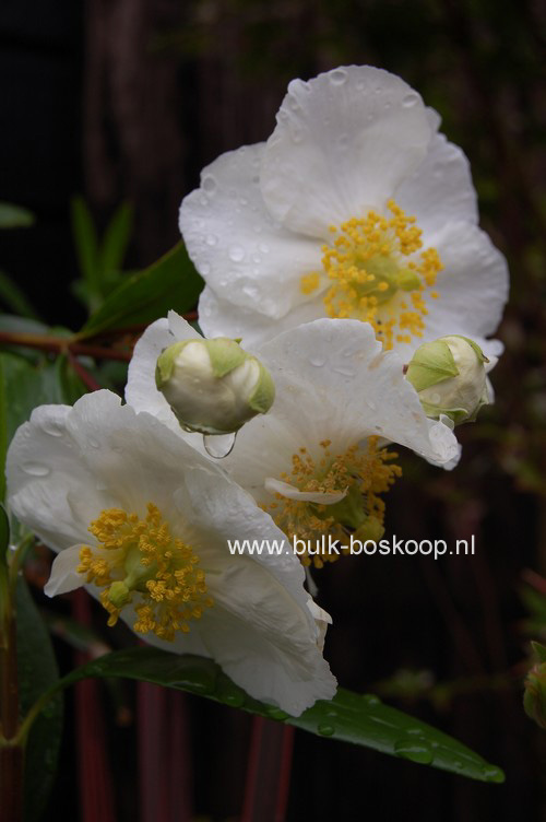 Carpenteria californica