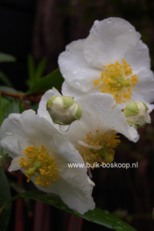 Carpenteria californica