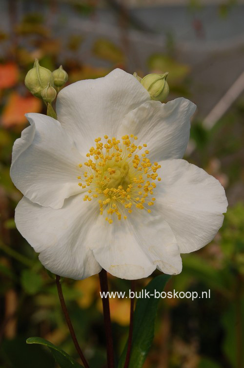 Carpenteria californica