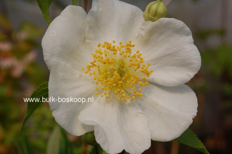 Carpenteria californica