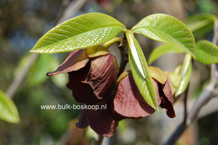 Asimina triloba