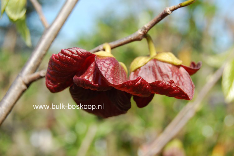 Asimina triloba