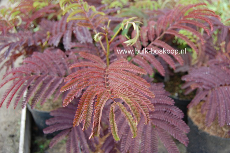 Albizia julibrissin 'Summer Chocolate'