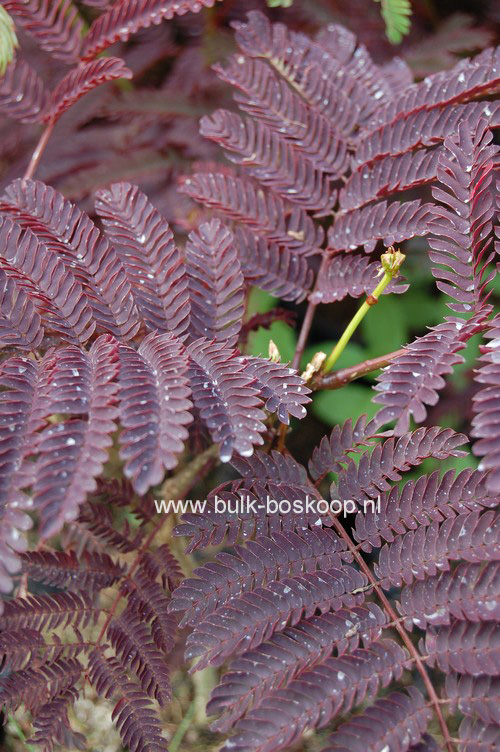 Albizia julibrissin 'Summer Chocolate'