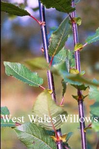 Salix nigricans