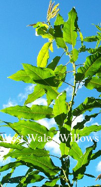 Salix humilis (87007)