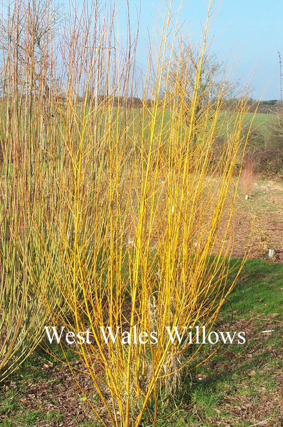 Salix alba 'Vitellina'