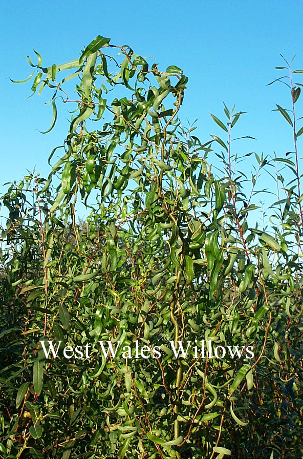 Salix babylonica 'Tortuosa'