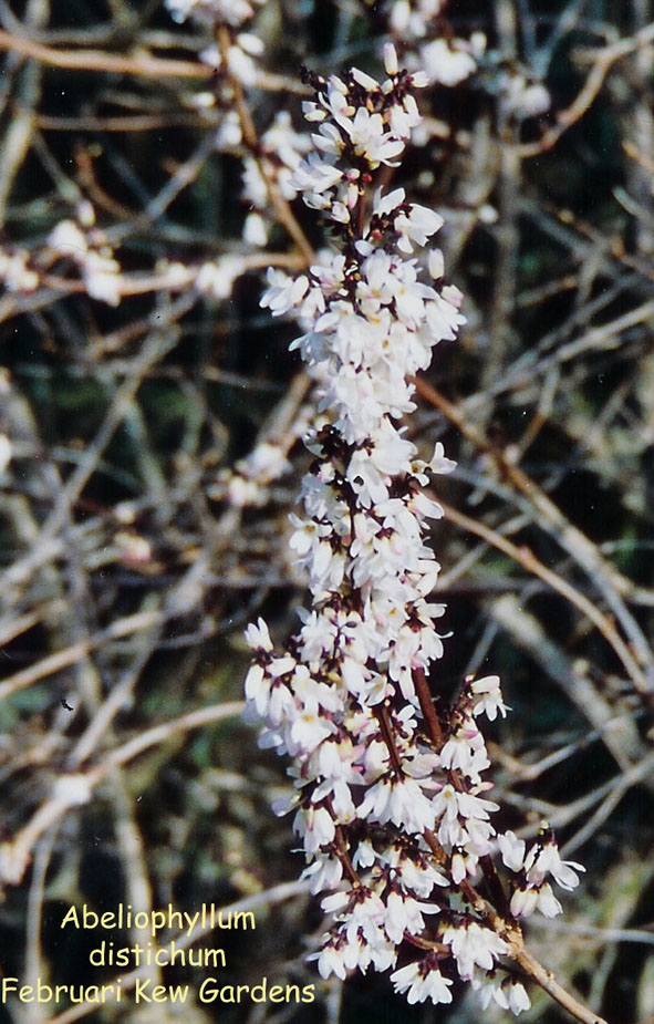 Abeliophyllum distichum