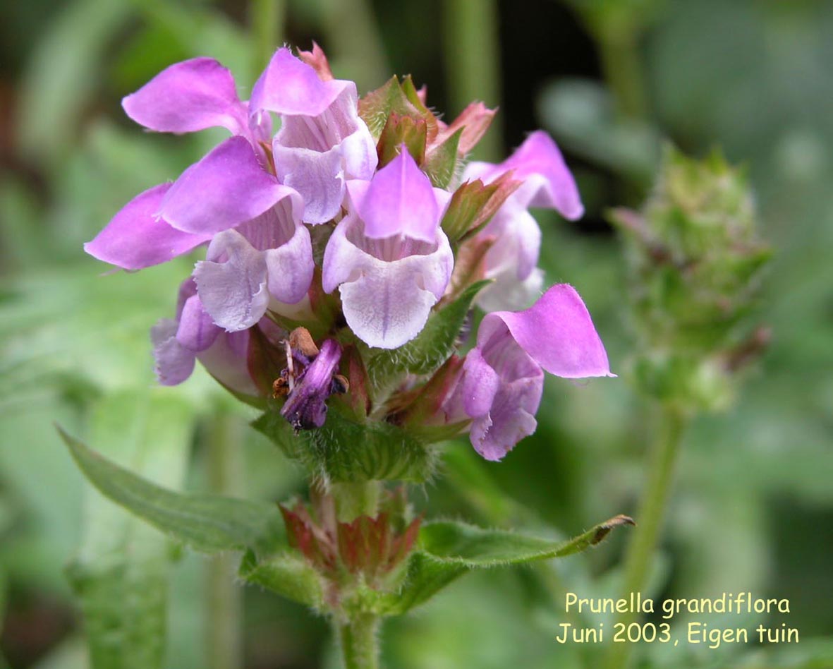 Prunella grandiflora