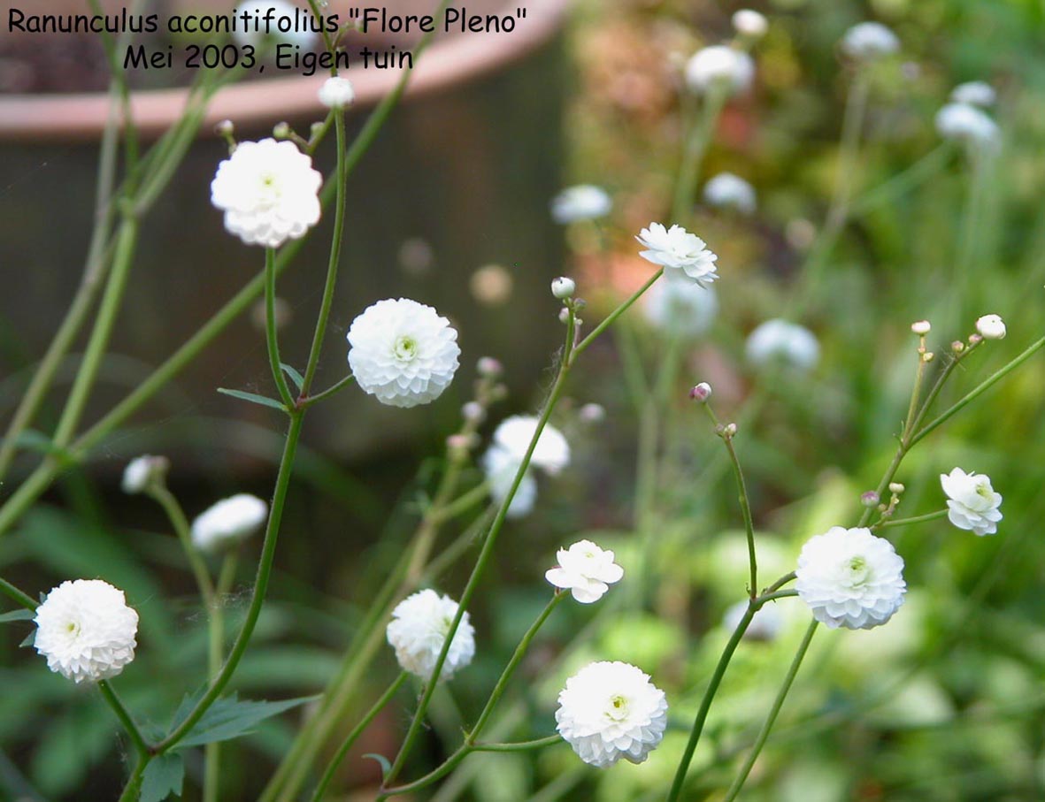 Ranunculus aconitifolius 'Pleniflorus'