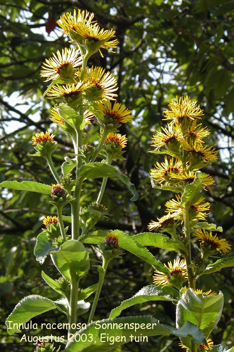 Inula racemosa 'Sonnenspeer' (87211)