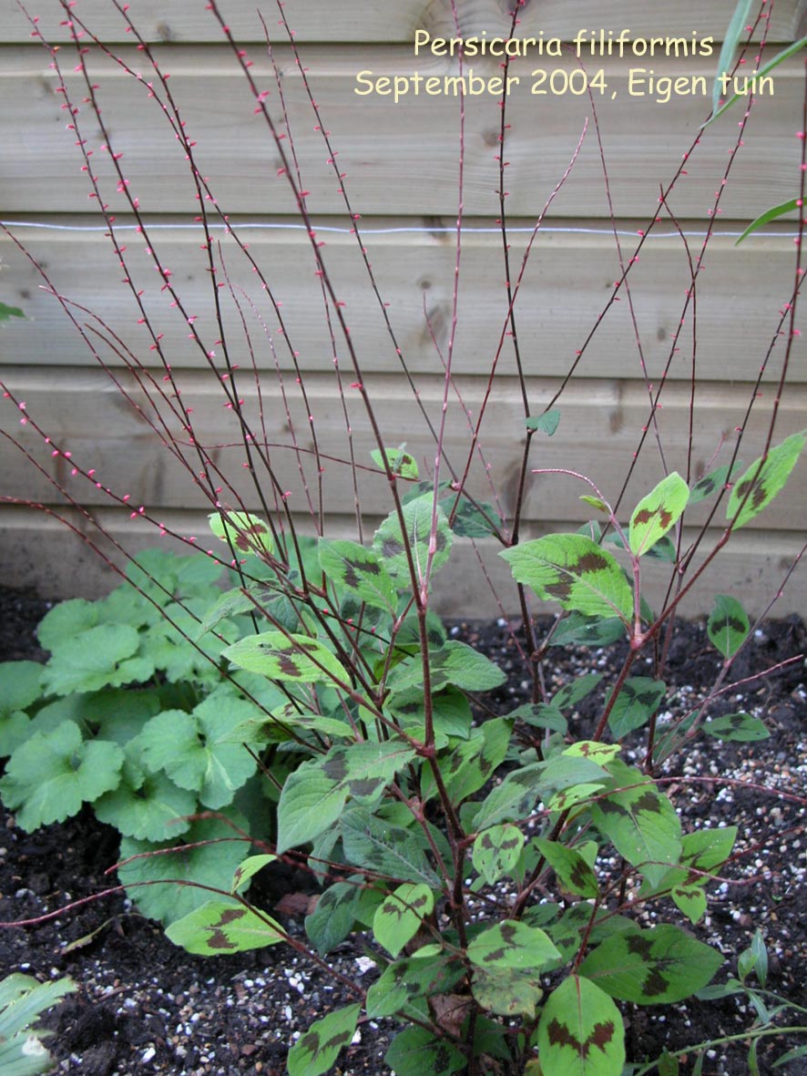 Persicaria filiformis