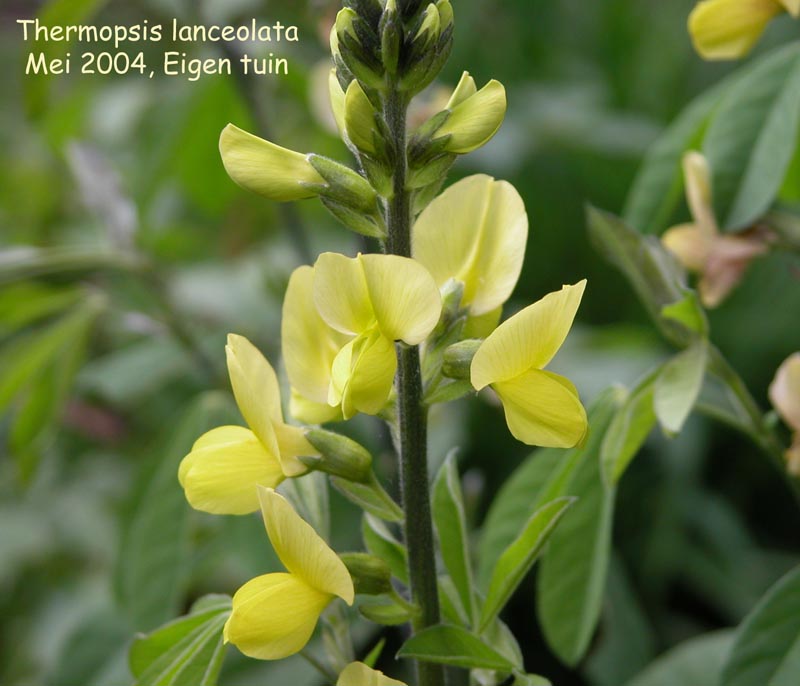 Thermopsis lanceolata