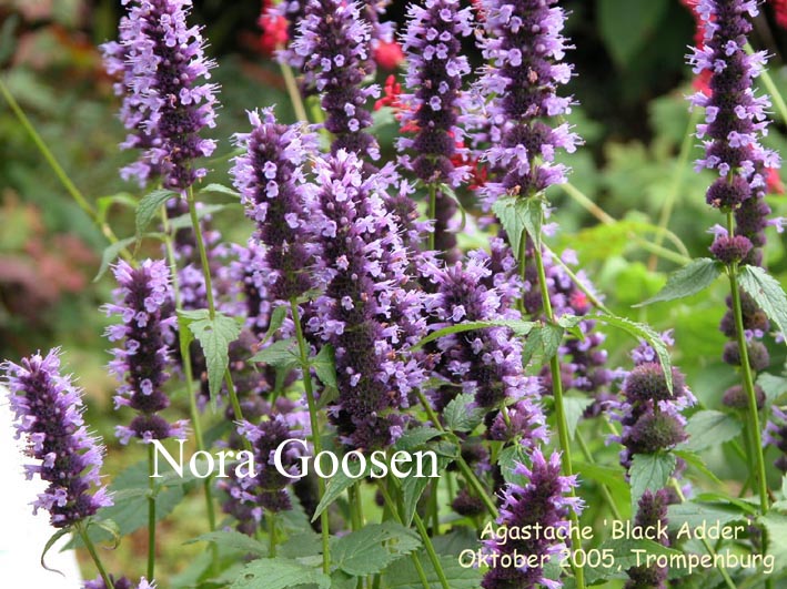 Agastache 'Black Adder'