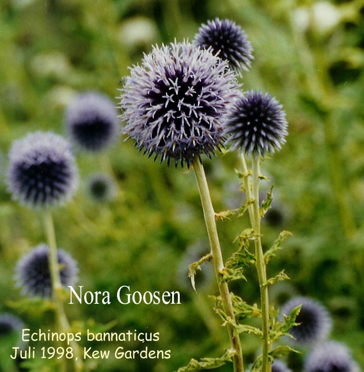 Echinops bannaticus