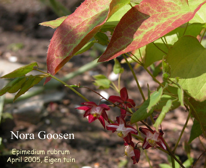 Epimedium rubrum