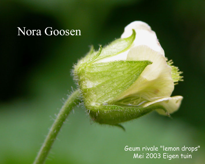 Geum 'Lemon Drops'