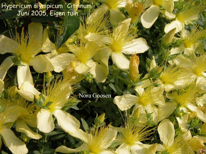 Hypericum olympicum 'Citrinum'