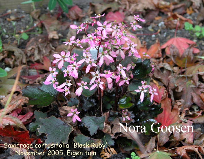 Saxifraga cortusifolia 'Black Ruby'