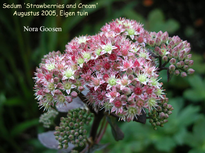 Sedum 'Strawberries and Cream'