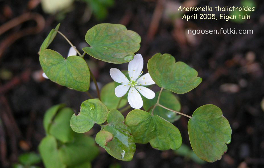 Anemonella thalictroides