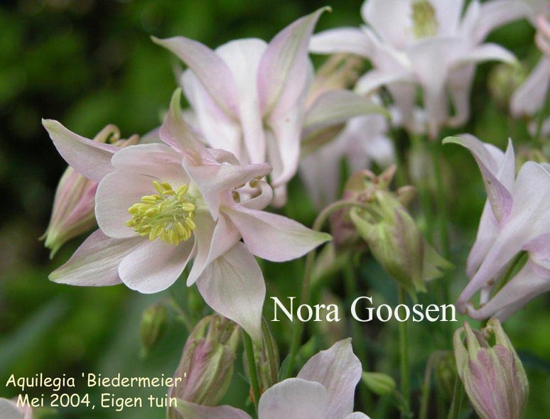 Aquilegia 'Biedermeier'