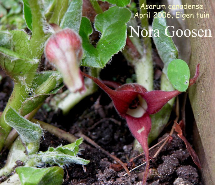 Asarum canadense