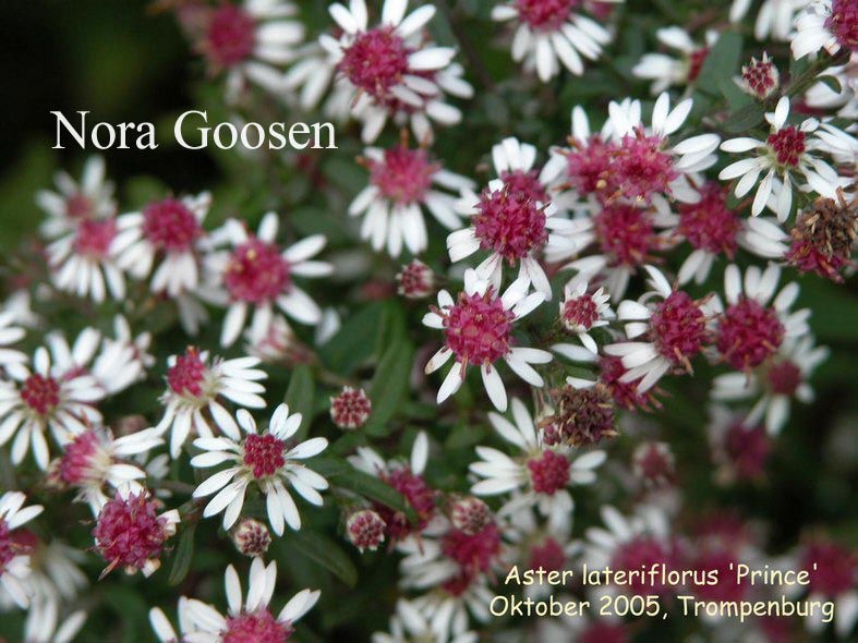 Aster lateriflorus 'Prince'