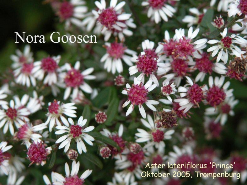 Aster lateriflorus 'Prince'