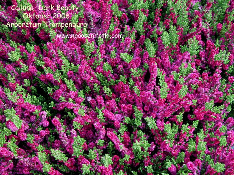 Calluna vulgaris 'Dark Beauty'