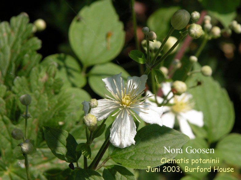 Clematis potaninii