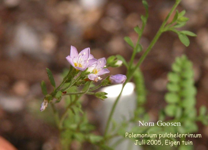 Polemonium pulcherrimum