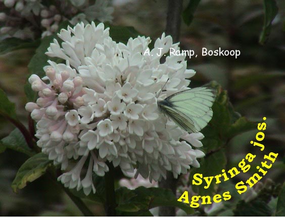 Syringa 'Agnes Smith'