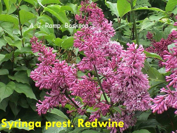 Syringa 'Redwine'