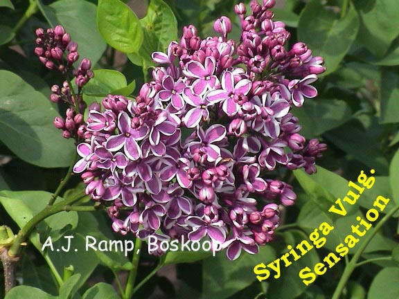 Syringa vulgaris 'Sensation'