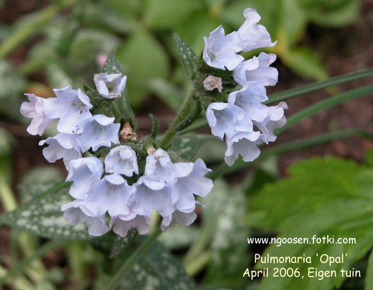 Pulmonaria saccharata 'Ocupol' (OPAL)