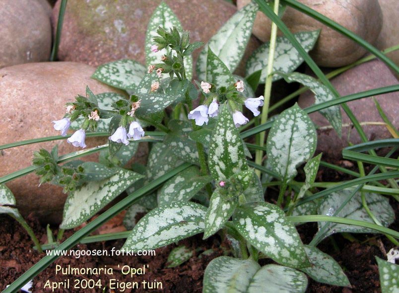 Pulmonaria saccharata 'Ocupol' (OPAL)