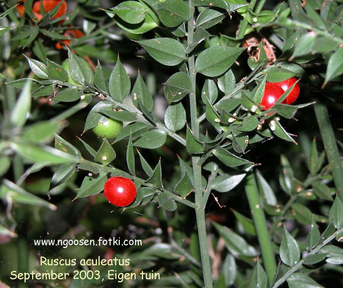 Ruscus aculeatus