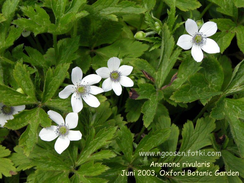 Anemone rivularis