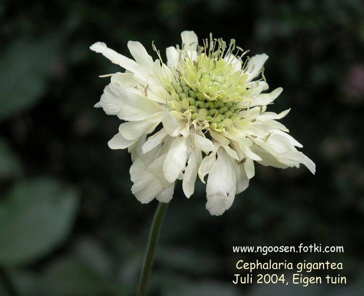 Cephalaria gigantea