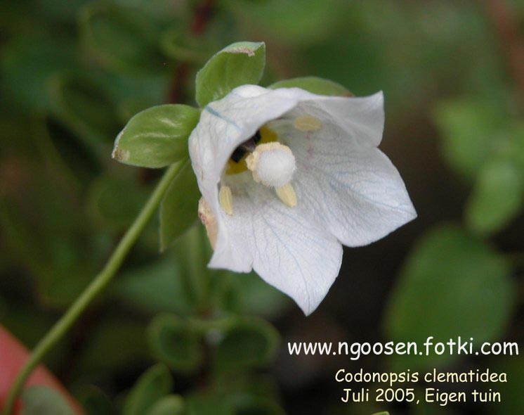 Codonopsis clematidea