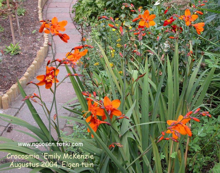 Crocosmia 'Emily McKenzie'