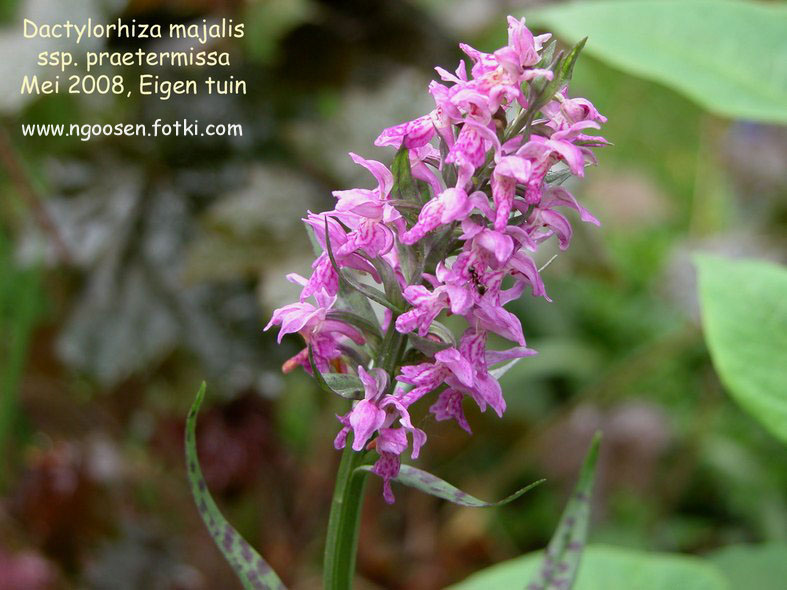 Dactylorhiza majalis praetermissa