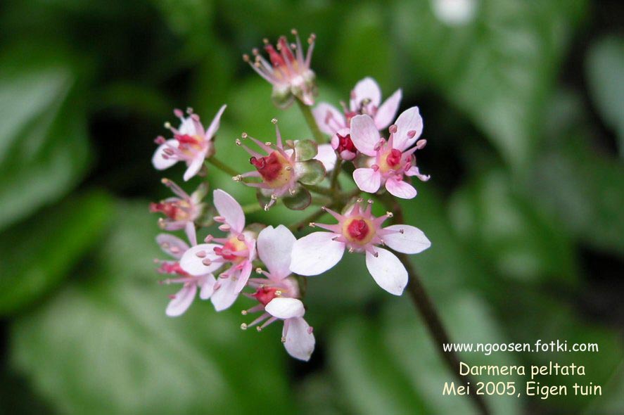 Darmera peltata